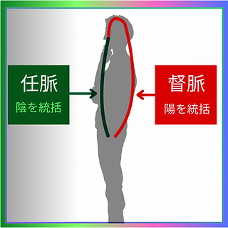 ホームページ用任脈と督脈(ヒト).png