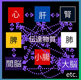 体内ネットワーク.png