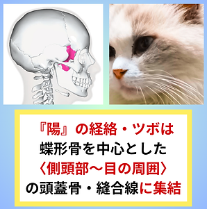 陽の経絡頭部で集合.png