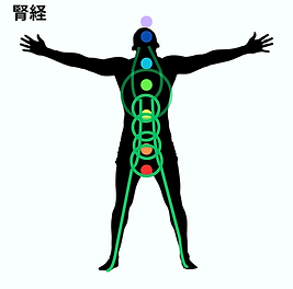 腎経.png