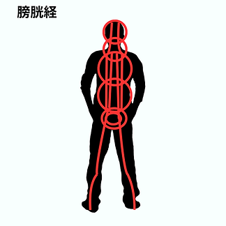 膀胱系.png
