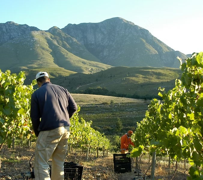 Part 2 - a love letter to chardonnay.