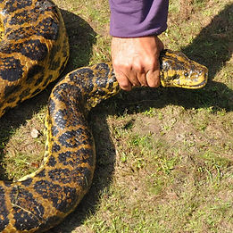 Snake Hold