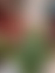 The story behind the flowers…