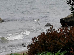 A British Take on Philippine Coastal Conservation Efforts