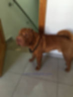 Branly Gohan Iz Kekapei