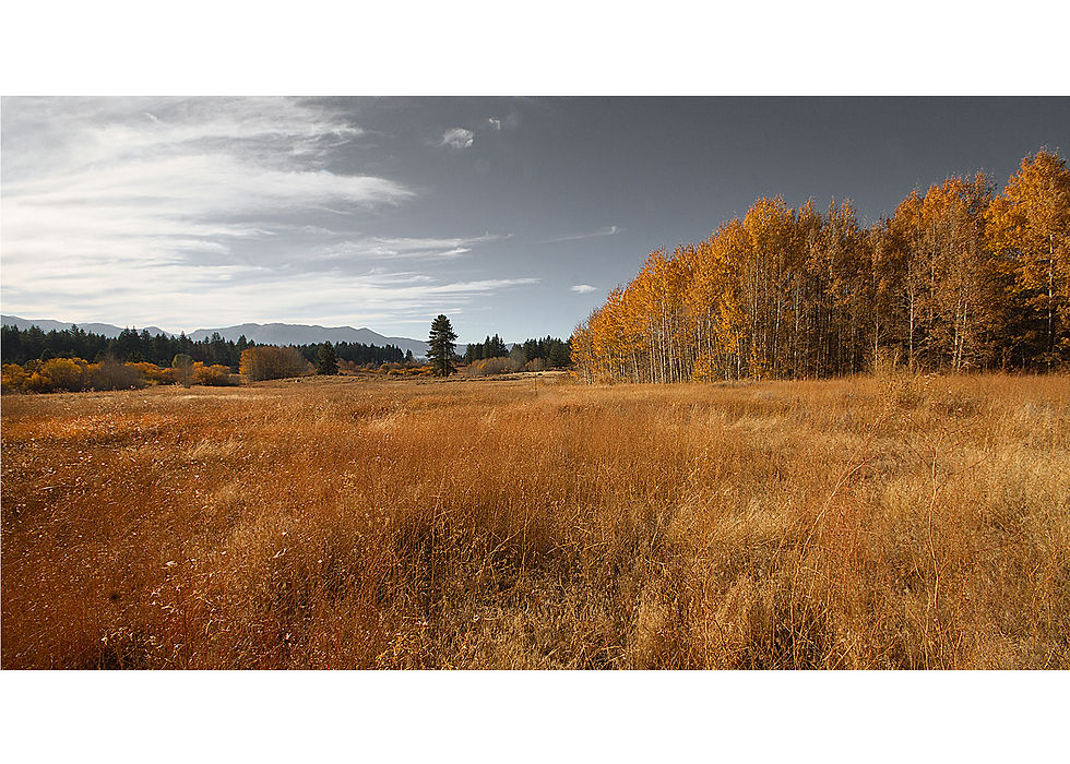 South Shore Meadow, 2017
