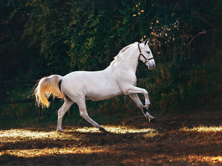 Equine Anatomy - Infraspinatus