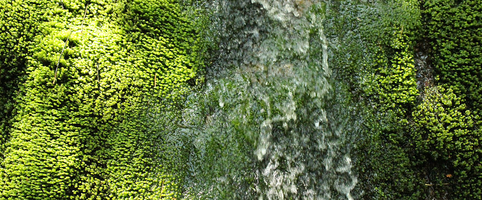 Moss