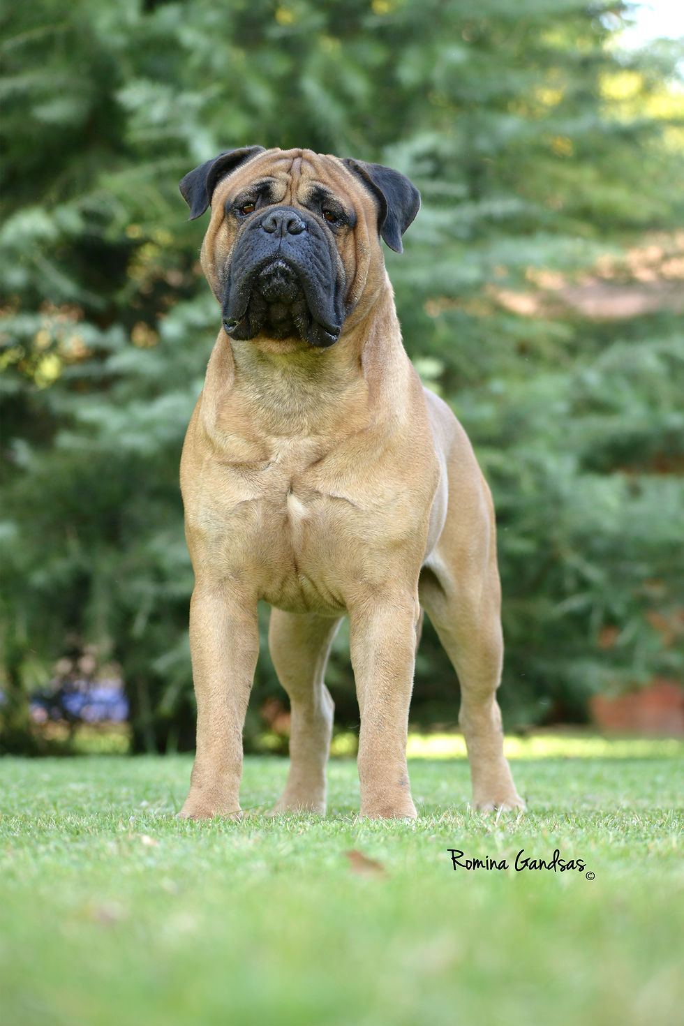 Rafa