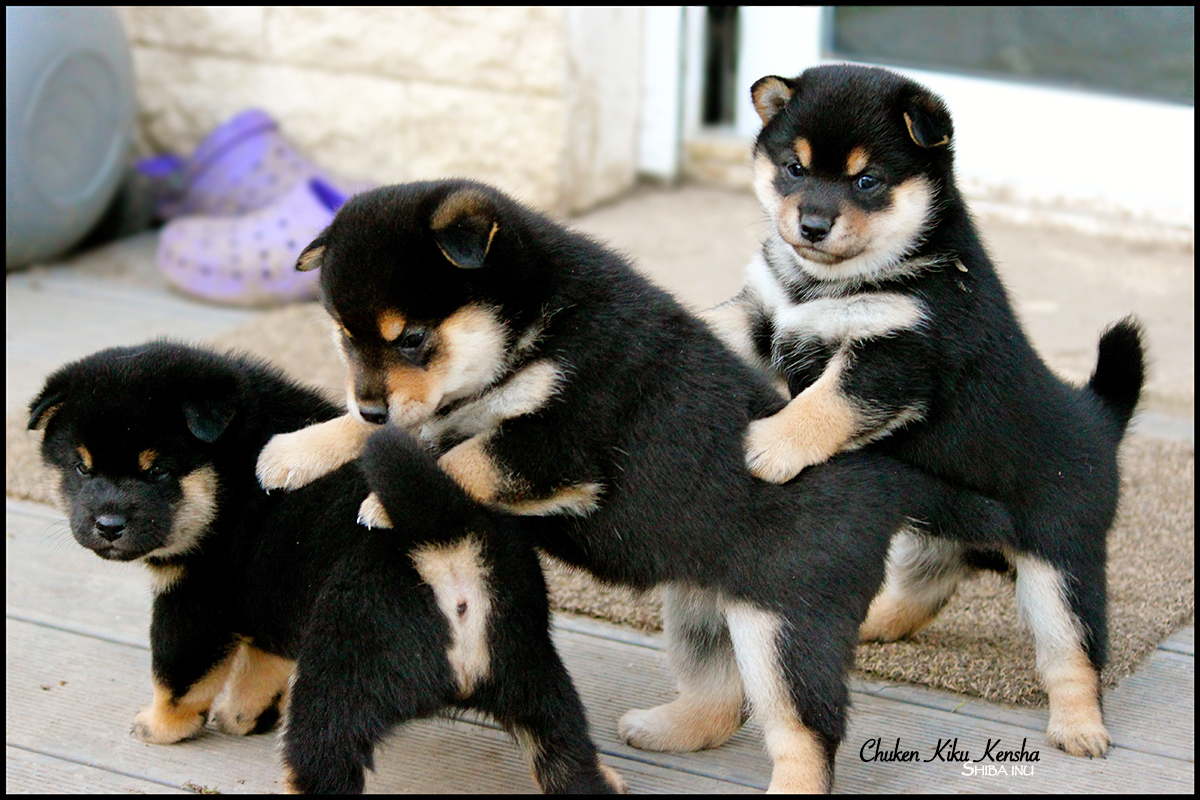 Portée Chiots Goma Ume Et Goro 2015