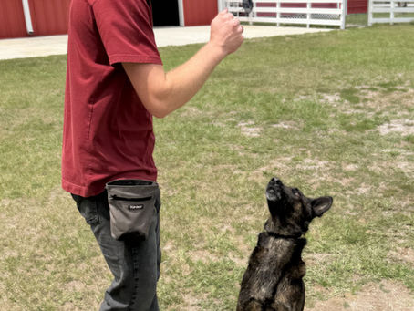 How to Train Your Dog to Sit Pretty