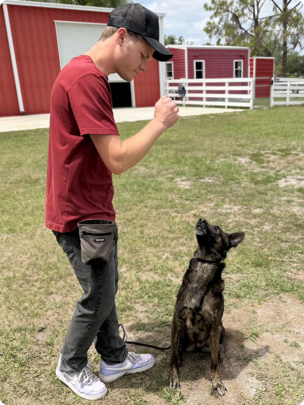 How to Train Your Dog to Sit Pretty