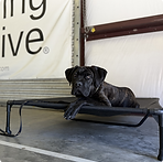 Cane Corso.png