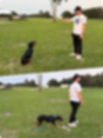 Dog not staying
