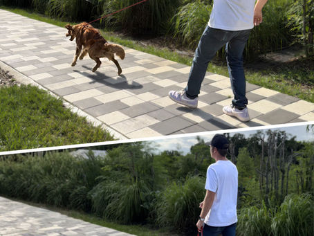 Golden Retriever in Heel Training