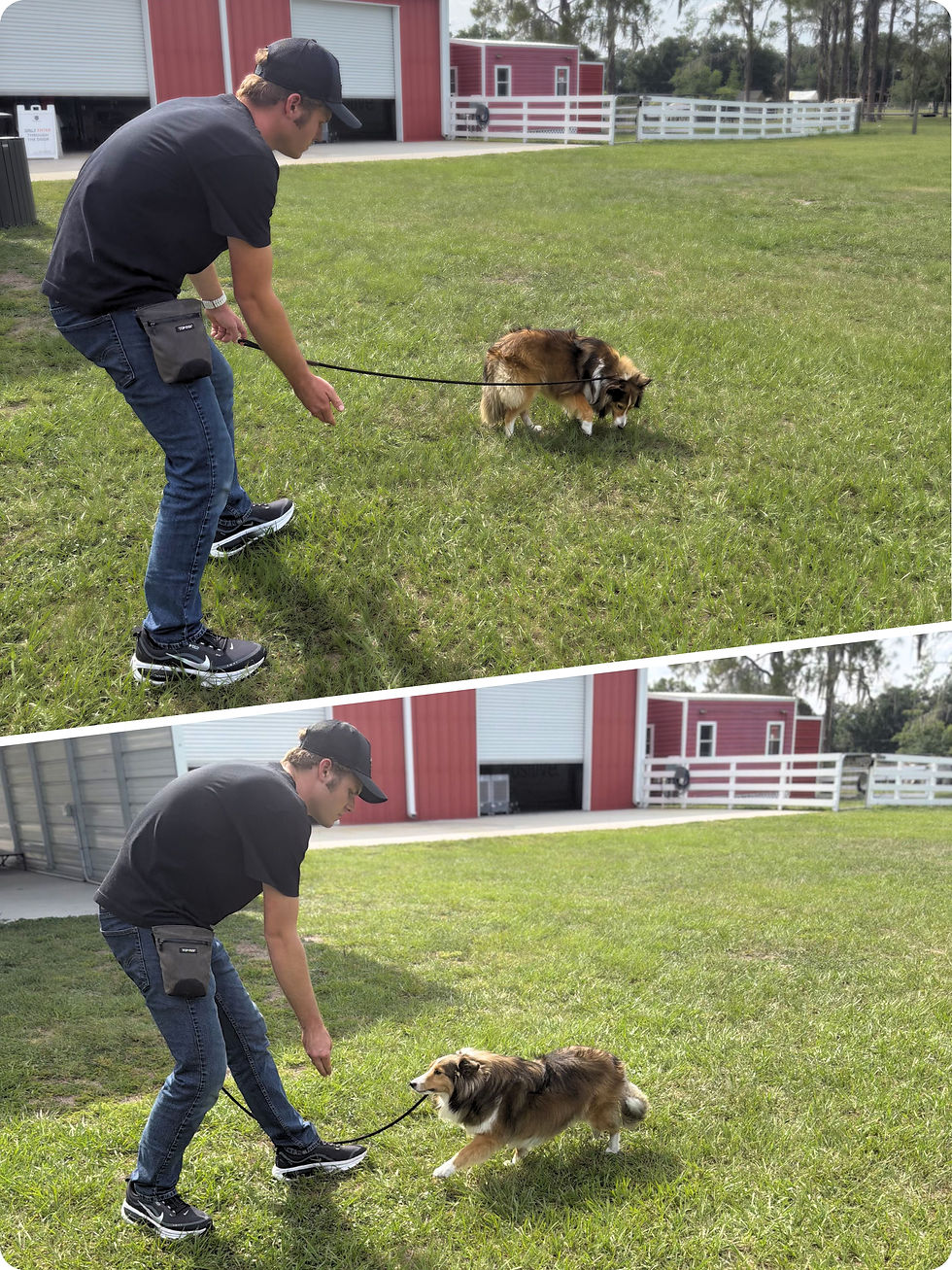 Sheltie Dog receiving Recall Training