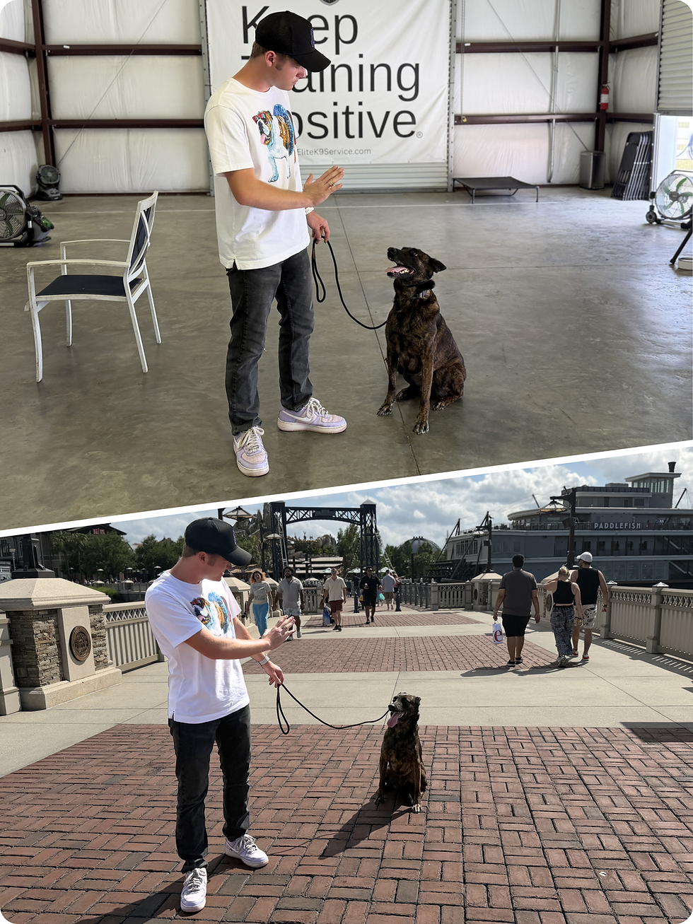 Training with distractions