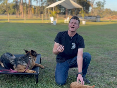 How to STOP Cat Reactivity