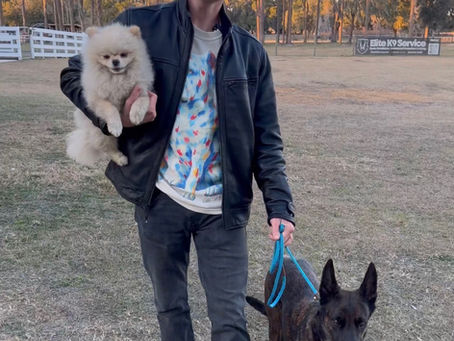 Here’s Why Your Dog Tests You — and Exactly How to End It Today