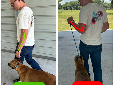 How To Train Your Dog To Heel?
