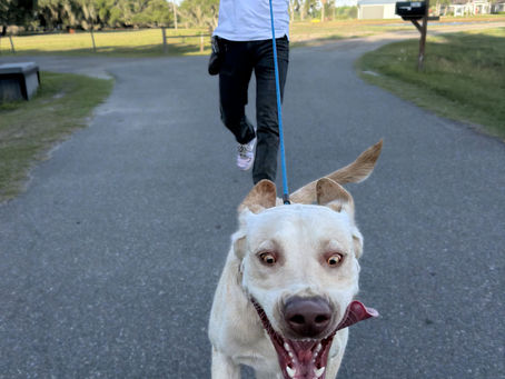 How to Calm an Overexcited Dog