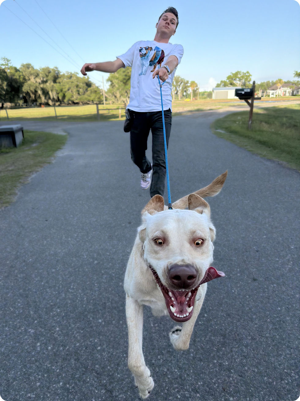 How to Calm an Overexcited Dog