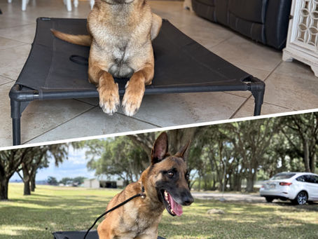 Why Your Dog Only Listens When They Want To