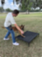 Belgian Malinois going on a Dog Cot