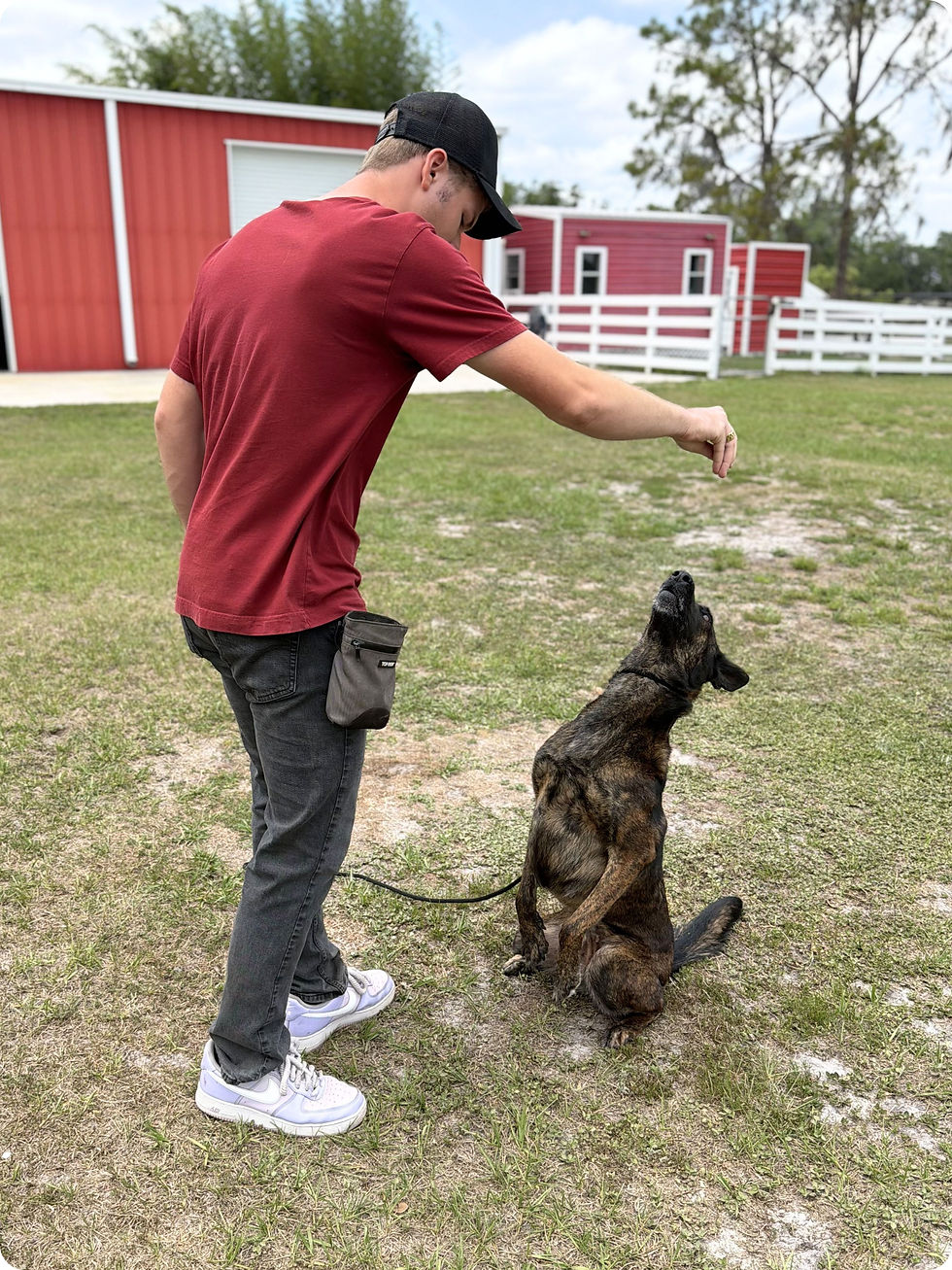How to Train Your Dog to Sit Pretty