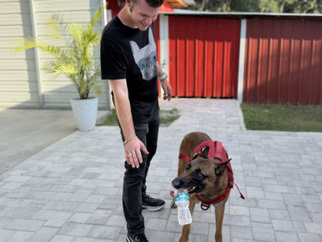 What Is a Service Dog?