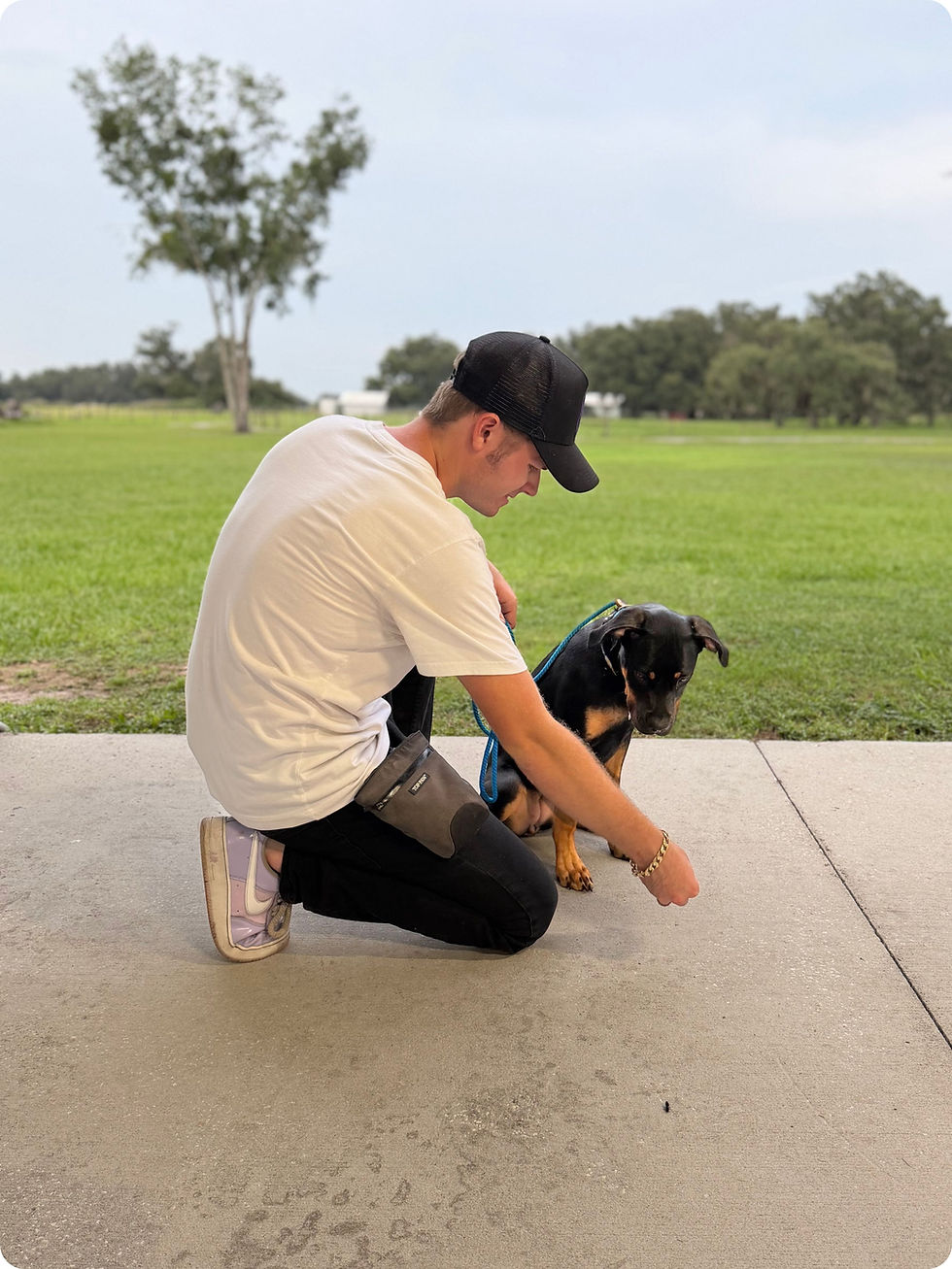 Dog being stubborn with training