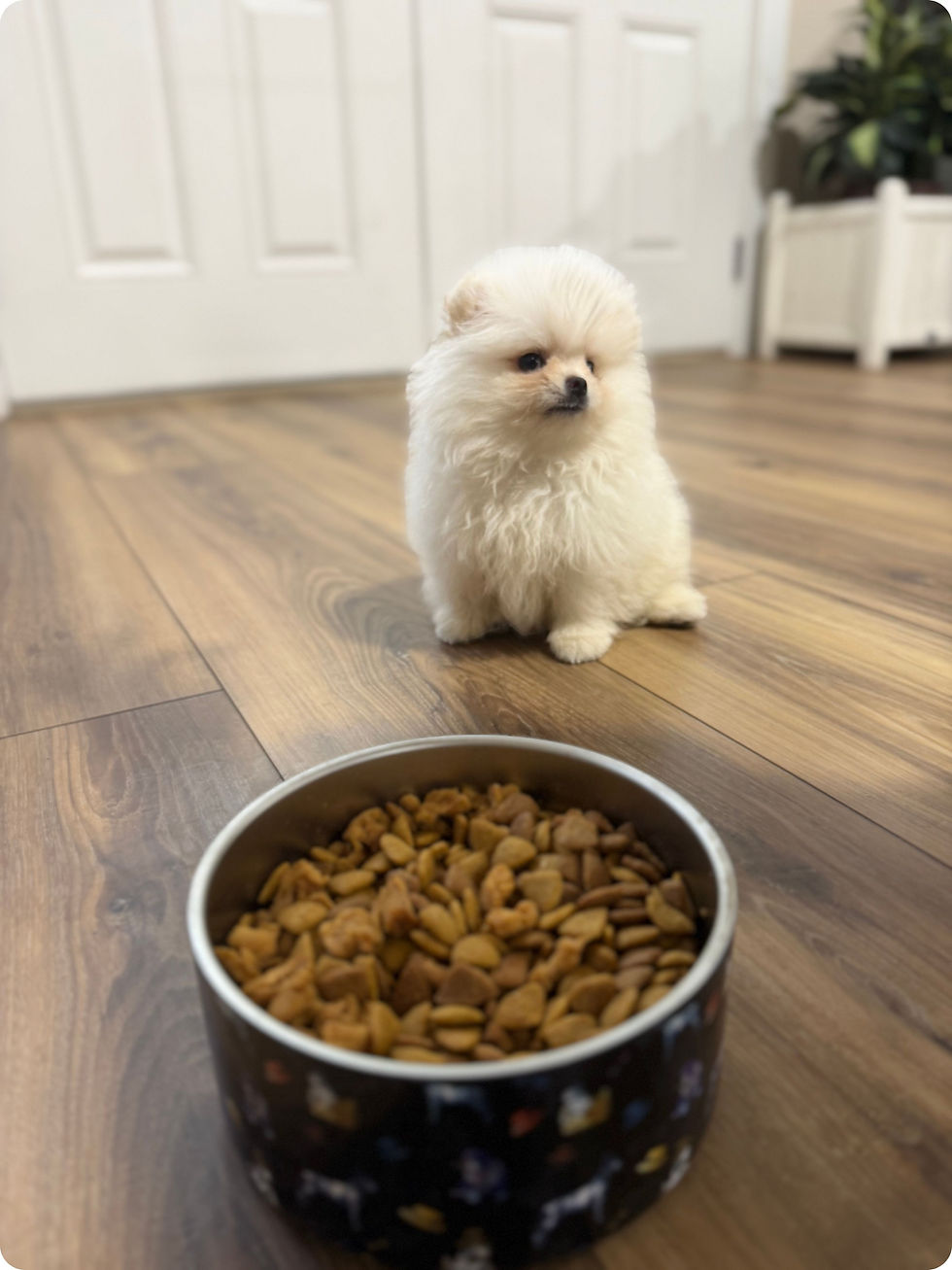 Teacup Snowball Pomeranian waiting by food