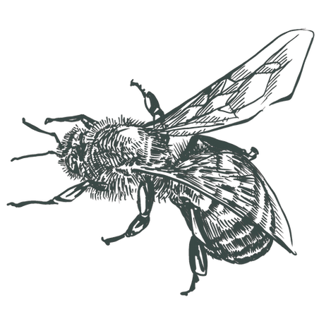bee_edited_edited.png