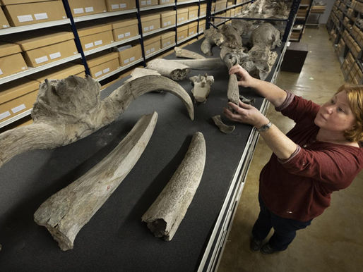Transfer crates ready for repatriation of Dubois fossils to Indonesia