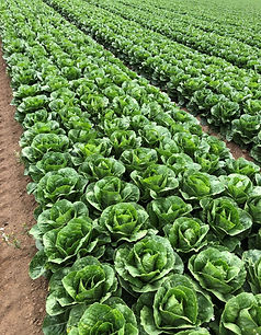 romaine-rows.jpg