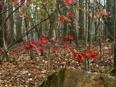 The Jewel of the Forest