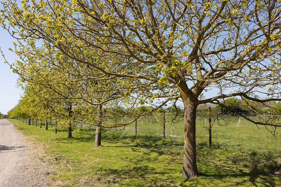 A row of trees at Southend Farm habitat bank.