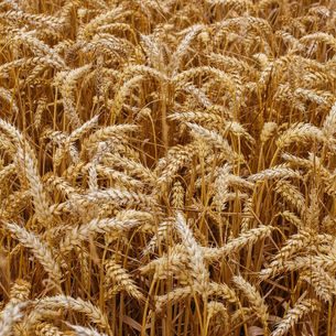 Mọi Sự Đều Thịnh Vượng