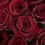 Thumbnail: *ROSES