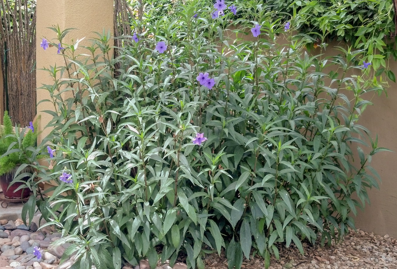 Ruellia brittoniana Mexican Petunia Civano Growers