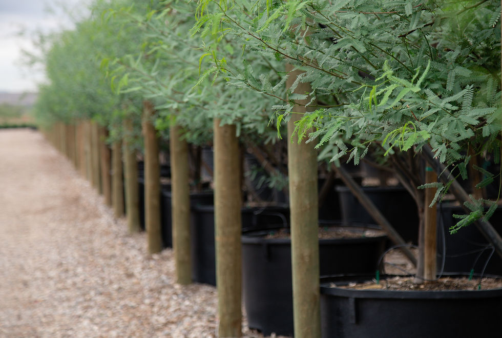 Civano Seedless Chilean Mesquite growing in pots.