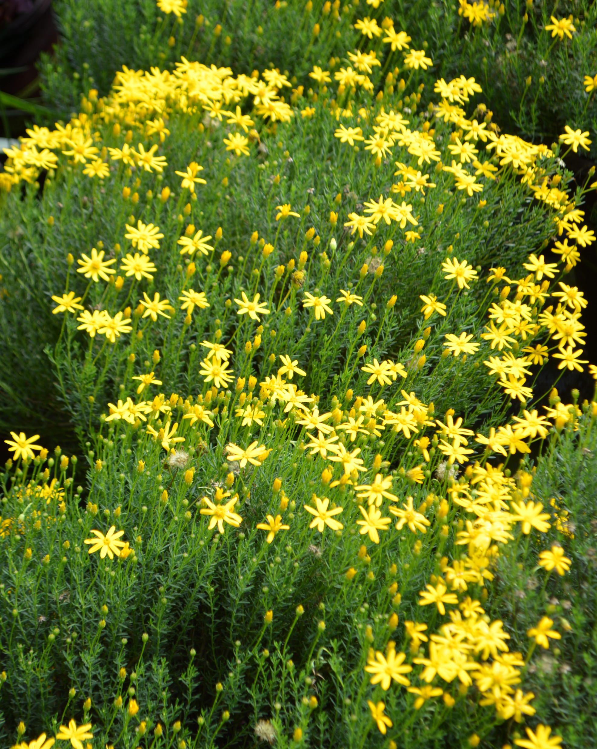 Chrysactinia mexicana Damianita Daisy Civano Growers