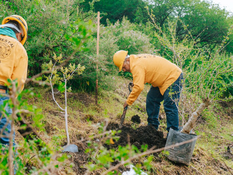 Se une el gobierno de Querétaro para reforestar El Tlacuache
