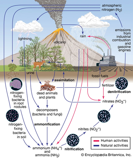 Unveiling the Nitrogen to Oxygen Ratio: The Breath of Life