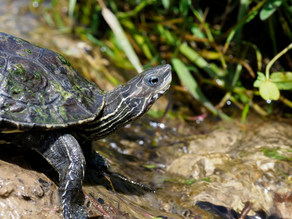 Turtle on a embankment near running water, with a green, patterned shell and striped long neck. Grass and greenery in the blurred background.