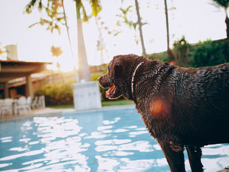 hotel terá programação especial para as mães de pet