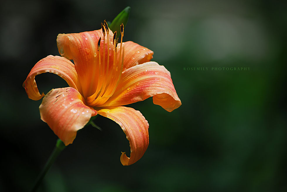 RosEmily Photography