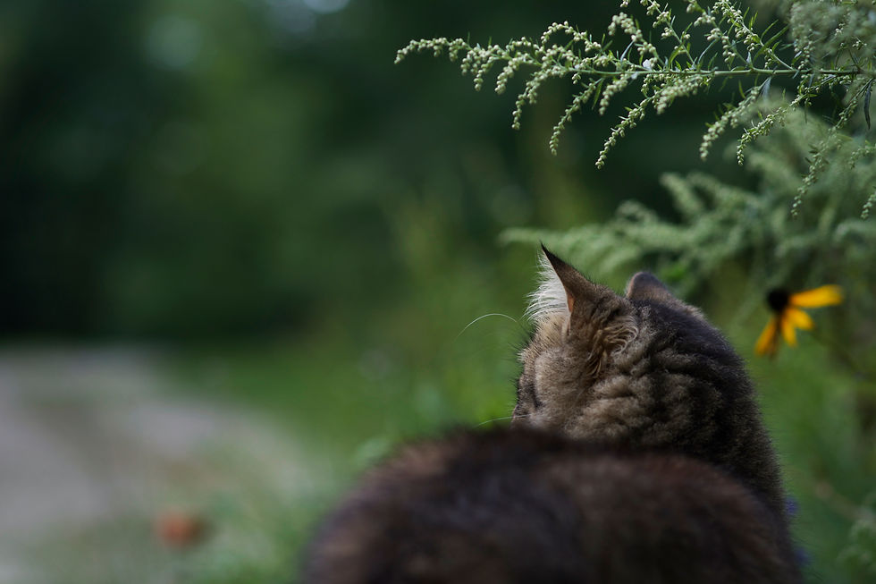 RosEmily Photography