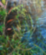 Encircled